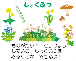しょくぶつコーナー